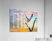 DSC06045 Edit 2j Acrylic Print