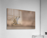 DSC08139 Edit Acrylic Print