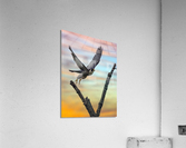 DSC06045 Edit 2jl Acrylic Print