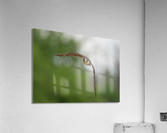 DSC06382 Edit Acrylic Print