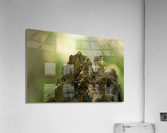 A29I5872 Edit 2 Acrylic Print