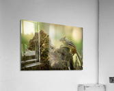 A29I5839 Edit 2 Acrylic Print