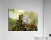 A29I5919 Edit 2 Acrylic Print