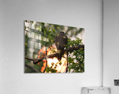 DSC09014 Acrylic Print