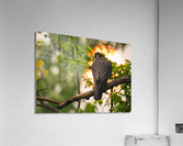 DSC09133 Edit 2 Acrylic Print