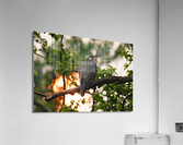 DSC09003 Edit Acrylic Print