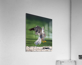 Playful Falcon - 2 Acrylic Print