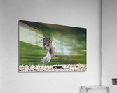 Playful Falcon Acrylic Print