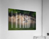 Falcon in Flight Acrylic Print