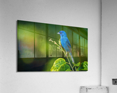 DSC07734 Edit 2 Acrylic Print