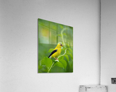 DSC00184 Edit 5 Acrylic Print