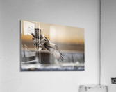 DSC01098 2 Edit 2 Acrylic Print