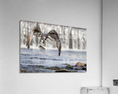 DSC01362 Edit Acrylic Print