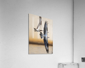 DSC07514 Edit Acrylic Print