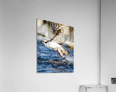 DSC04489  Acrylic Print