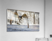 DSC01362 Edit 5 Acrylic Print