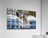 DSC04494 R 2 Acrylic Print