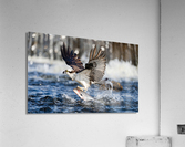 DSC04494  2 Acrylic Print
