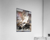 DSC00700  Acrylic Print