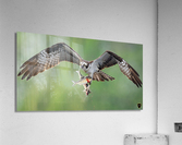 DSC09888 Edit Acrylic Print