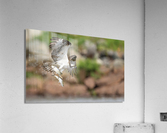 DSC01569 Edit Acrylic Print