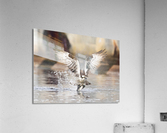 DSC09694 Edit Acrylic Print