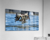 DSC08075 Edit Acrylic Print