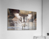 DSC09694 Edit 6 Acrylic Print
