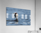 DSC07187 Edit Acrylic Print