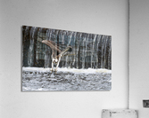 DSC02993 1 Acrylic Print