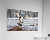 DSC03140NR 2 Acrylic Print