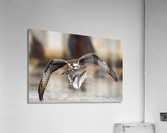 DSC09776 Edit 5 Acrylic Print