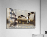 DSC09799 Edit 5 Acrylic Print