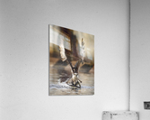 DSC09681 Edit 6 Acrylic Print