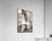 DSC09177 Edit Acrylic Print