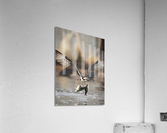 DSC09749 Edit 6 Acrylic Print