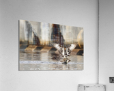 DSC09687 Edit 2 Acrylic Print