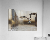 DSC09799 Edit Acrylic Print