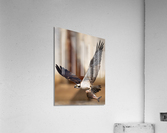 DSC00147 Edit 6 Acrylic Print