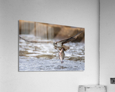 DSC07368 Edit Acrylic Print