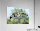 DSC01664 Edit Acrylic Print