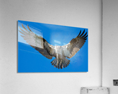 DSC09981 Edit Acrylic Print