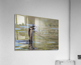 DSC09756 2 Edit Acrylic Print