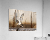 DSC00152 Edit 2 Acrylic Print