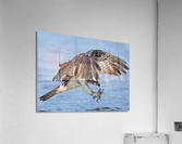 DSC00670 Edit 5 Acrylic Print