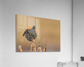 A66I1637 Edit 2 Acrylic Print