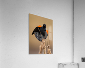 A66I1633 Edit 5 Acrylic Print