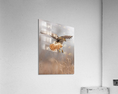 A66I0232 Edit 3 Acrylic Print