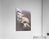 A66I2605 Edit 4 Acrylic Print