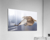 A66I2576 Edit 4 Acrylic Print